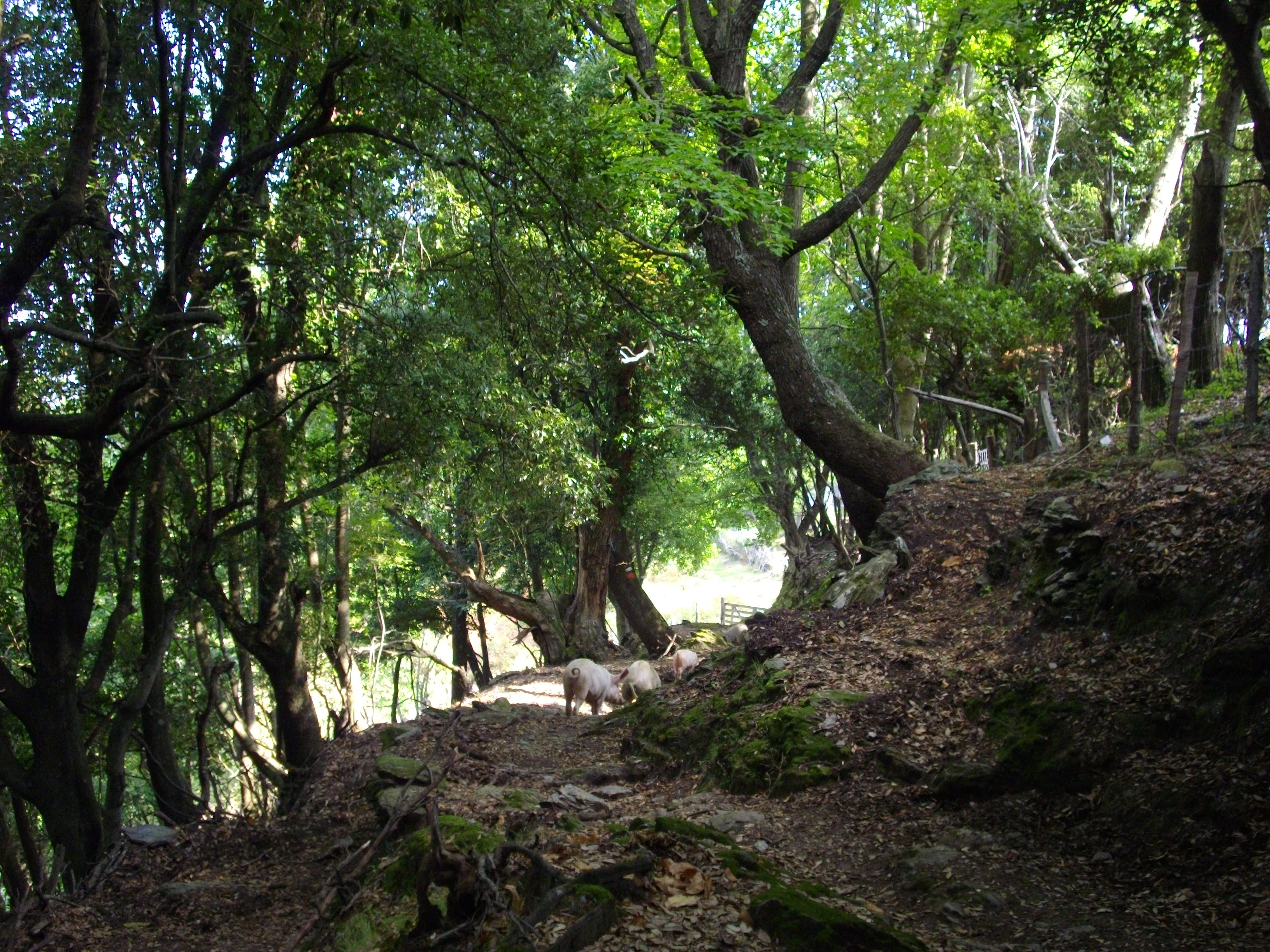 Wanderweg in der Nähe von Serrale